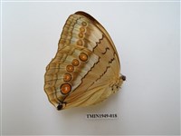 藏品(箭環蝶)的圖片